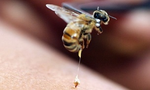 μελισσοθεραπεία ως μέθοδο διεύρυνσης του πέους